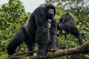 Congo Gorilla Trekking