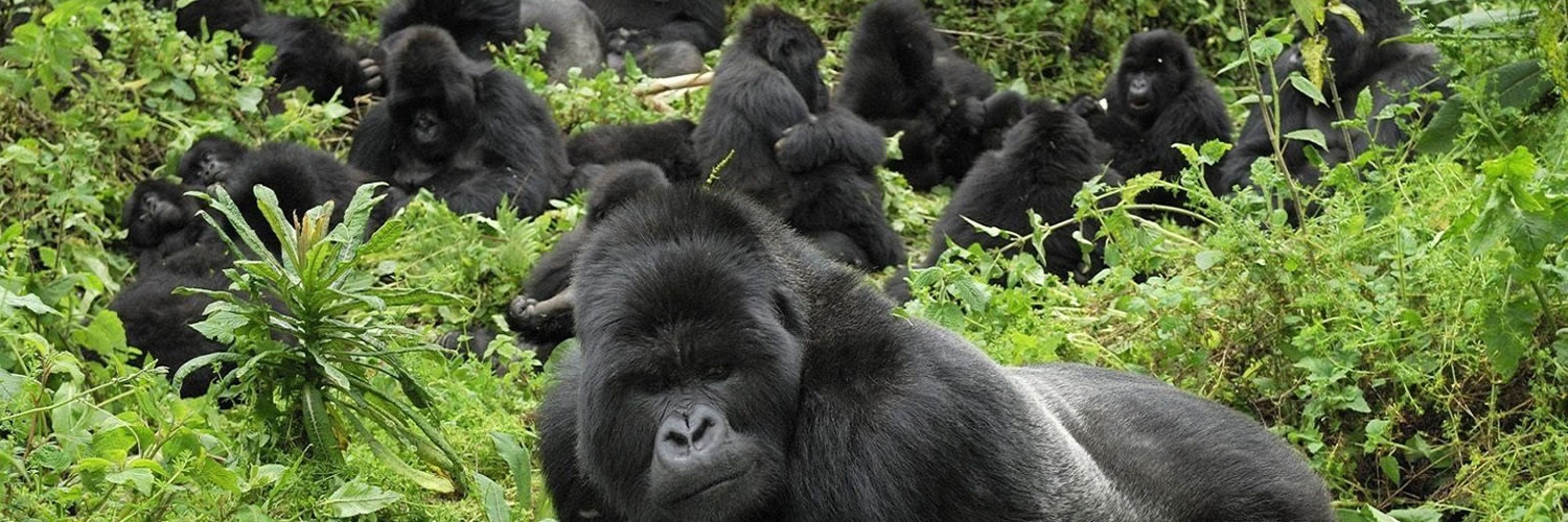 Gorilla Trek Africa