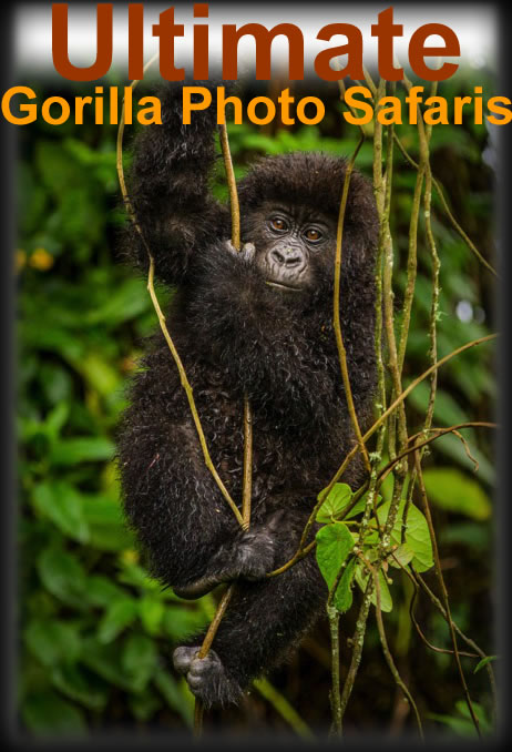 Photographying Gorillas in Uganda, Rwanda and DR Congo